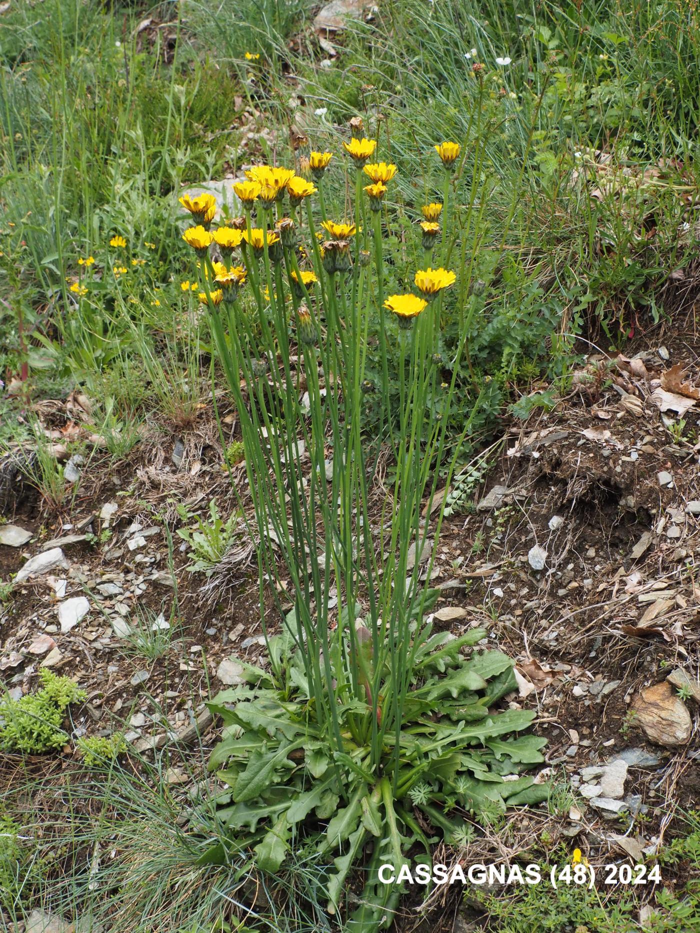 Cat's-ear plant